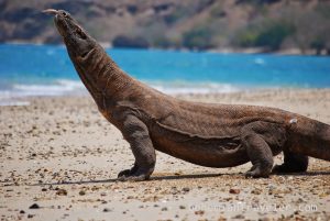 Komodo-Dragon-Indonesia-10