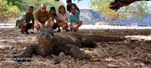 Komodo Dragons