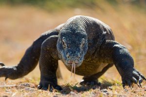 Pulau-Komodo-Indonesia3