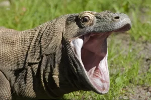 Komodo Dragon